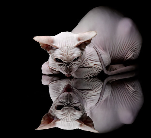 雷火电竞亚洲先驱-范弗利特全能秀征服赛场，鹈鹕力克山西获热身赛胜利