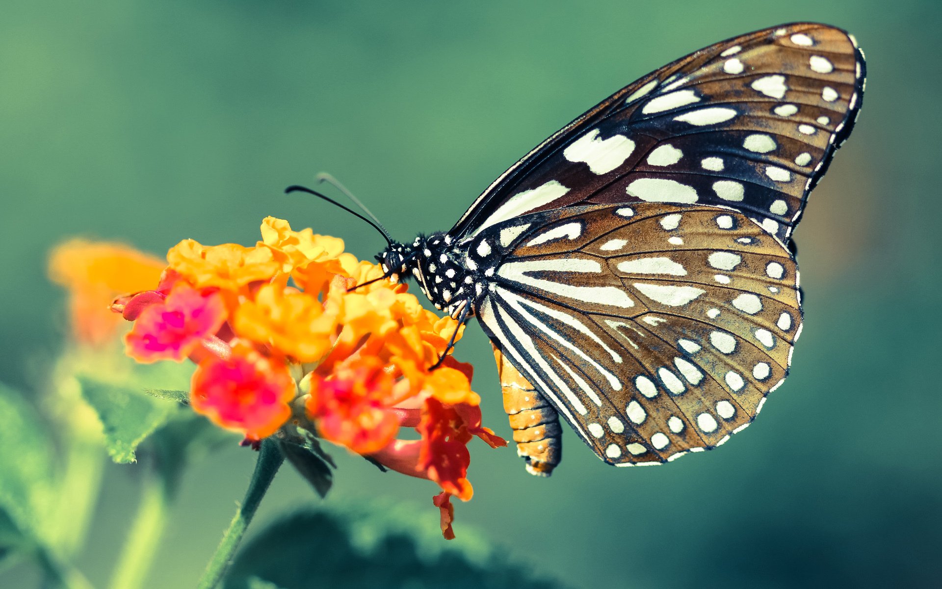 雷火电竞简介-绿茵与硬木的共振，当欧冠淘汰赛的法则降临NBA，开拓者如何斩落76人？