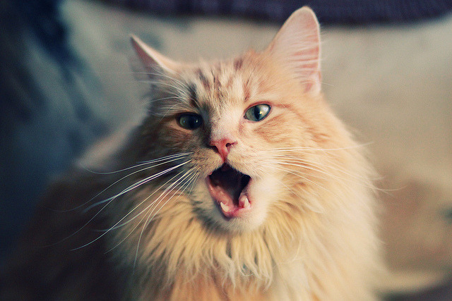 雷火电竞网站-苍穹下的神罚，莱万用左脚篆刻王座之夜