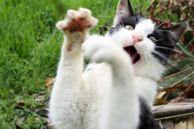 雷火电竞亚洲先驱-从王子公园到国家荣耀，当大场面先生楚阿梅尼，遇见秘鲁足球对安哥拉的百年制霸叙事