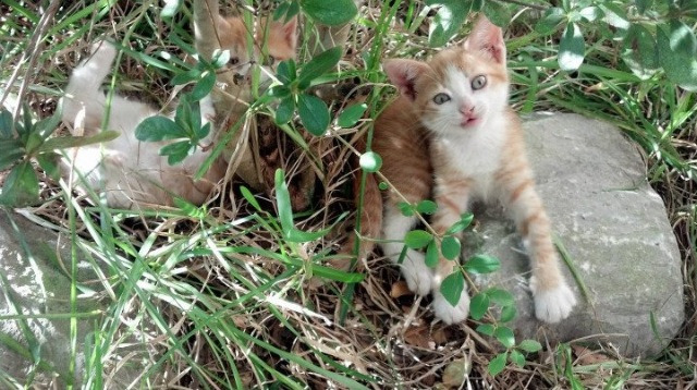 薪火焚城，当保罗的教科书化为鹈鹕新星的火炬