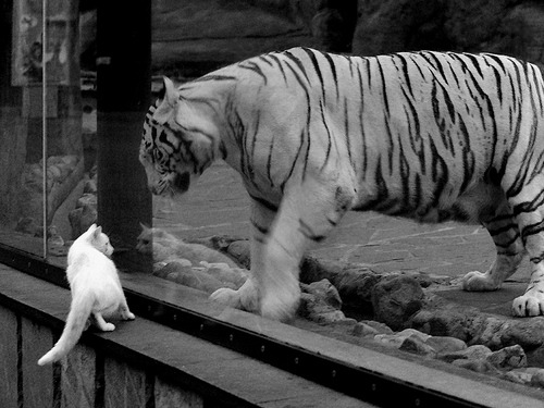 王者之争，萨拉赫闪光，突尼斯挺进佛罗伦萨