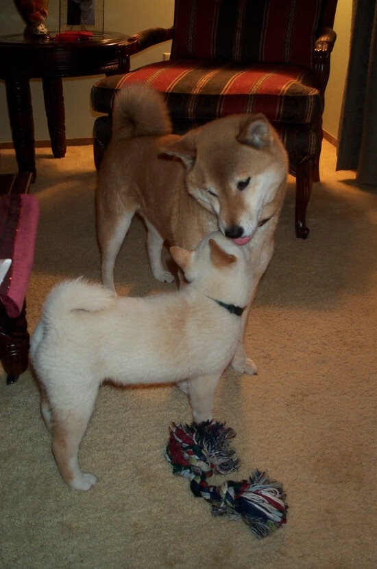 棋盘上的独舞，伦纳德以节奏为刃，骑士碾碎篮网战术版图