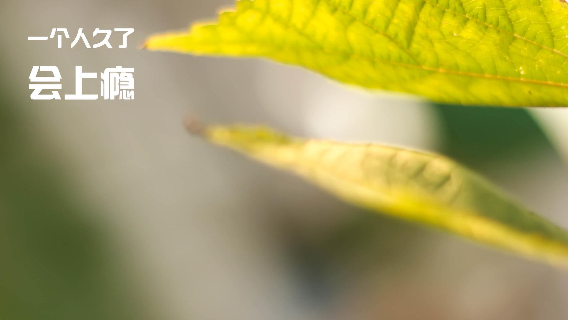 雷火电竞下载-终场哨响前的神迹，奥斯梅恩如何让新西兰时间倒流