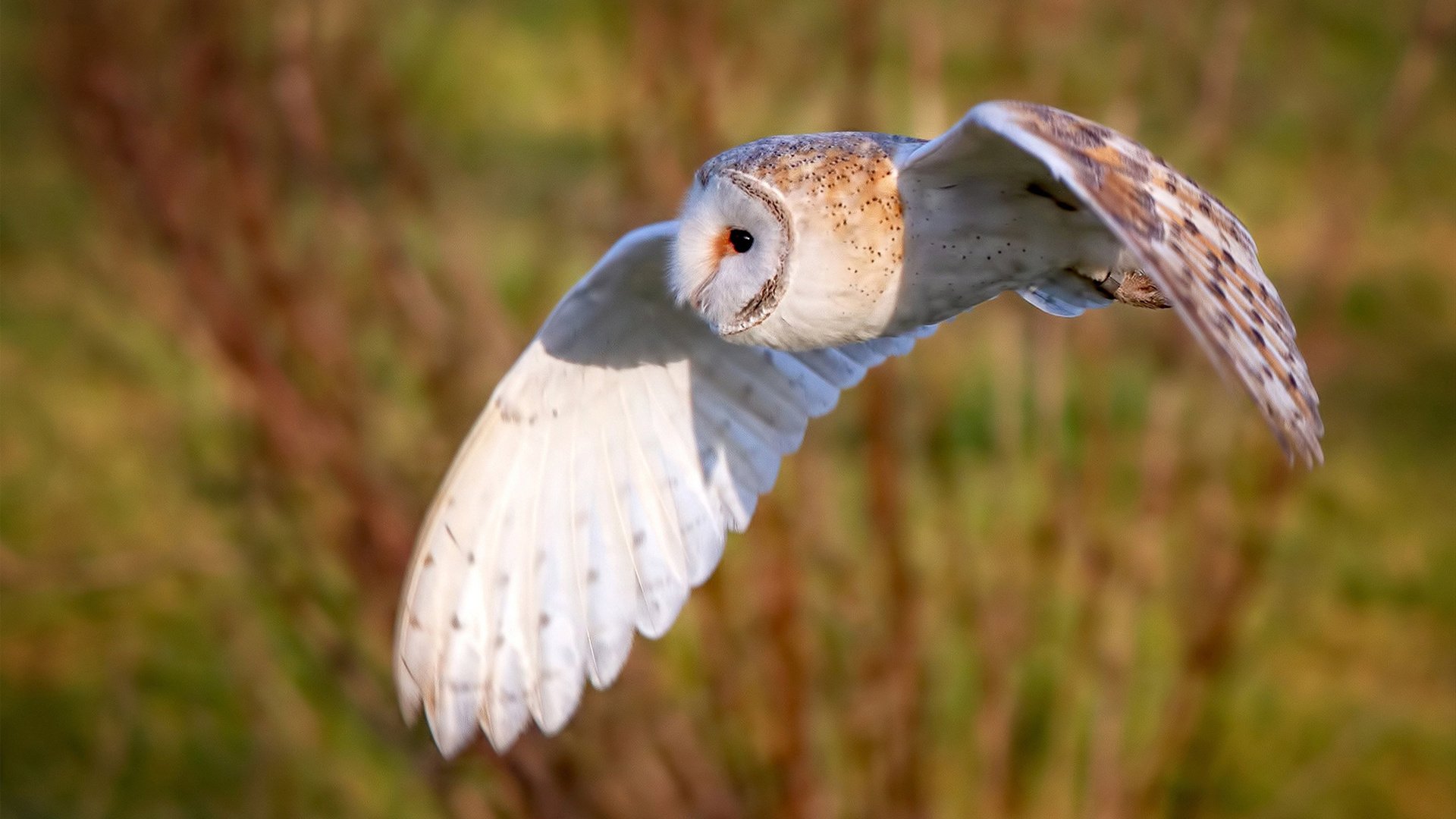 雷火电竞合作-锚定高原，凯塞多的链条与巴拉圭冻结的利刃