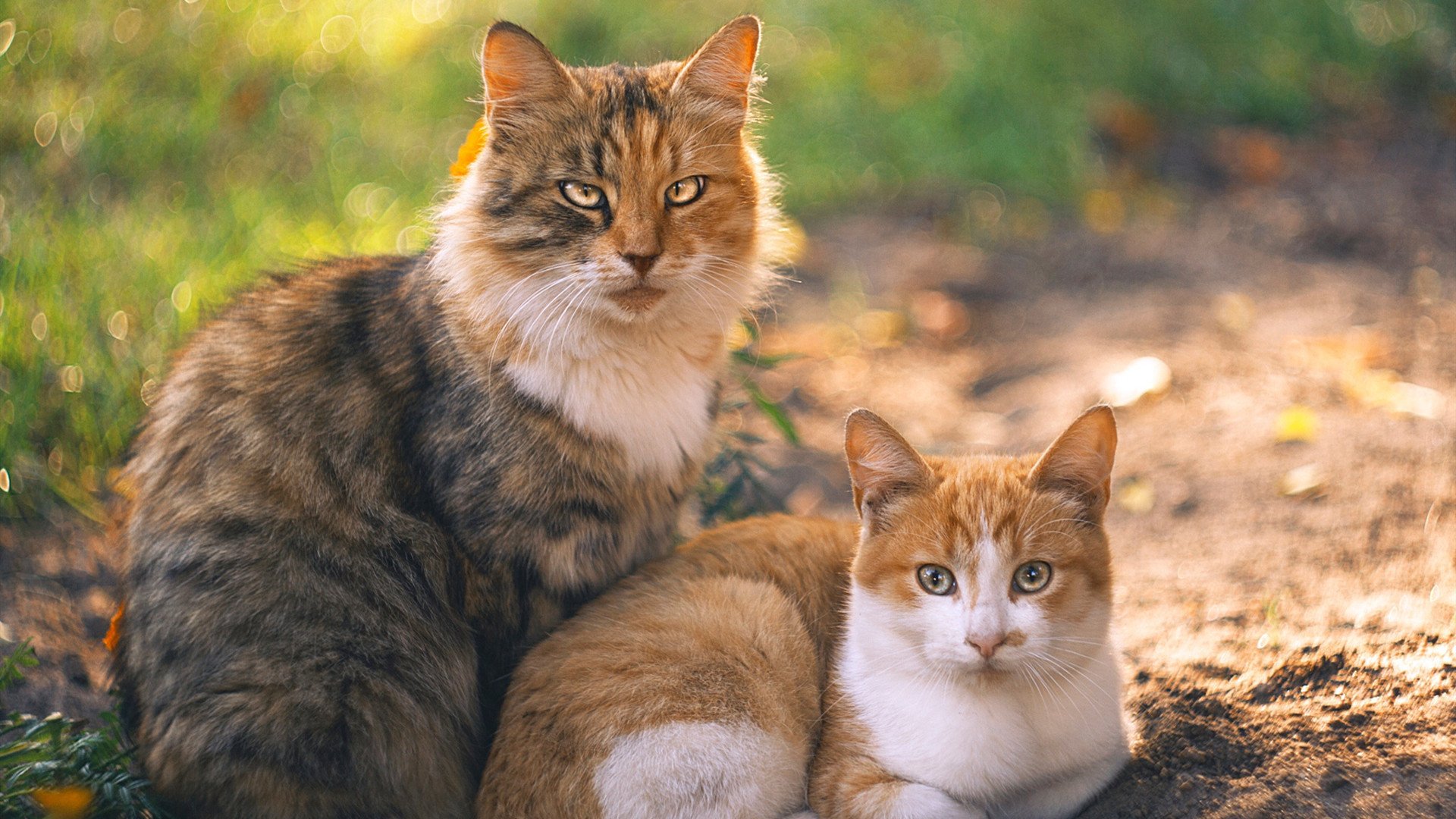 火箭升空熄灭热火，贝恩末节15分奠定胜局