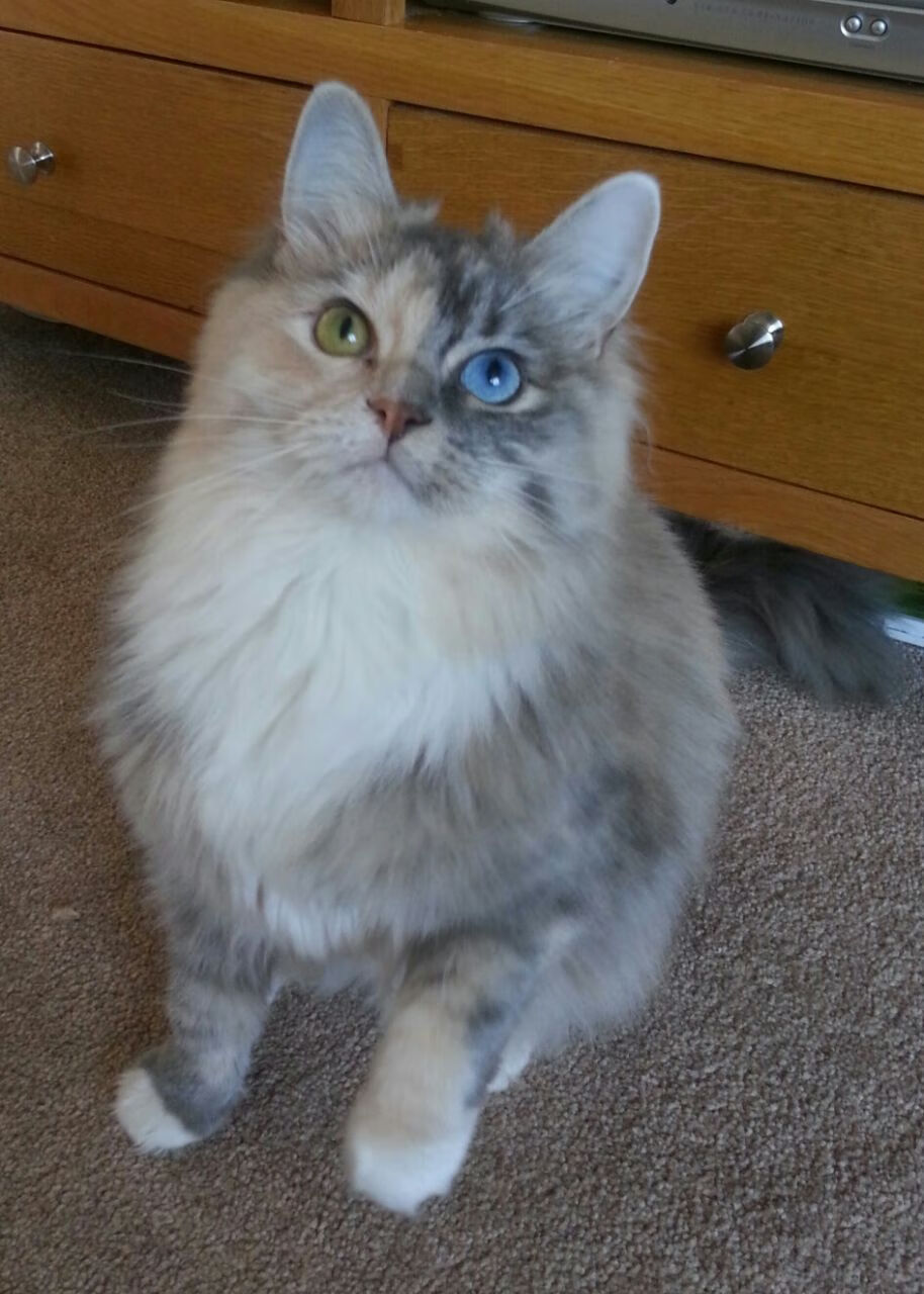 铁幕之下，钥匙转动，阿坎吉在奥运生死战中接管比赛