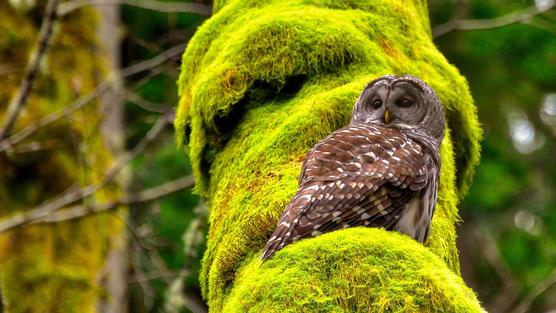 雷火电竞网站-双城记，欧冠战场与纽约德比的胜利回响
