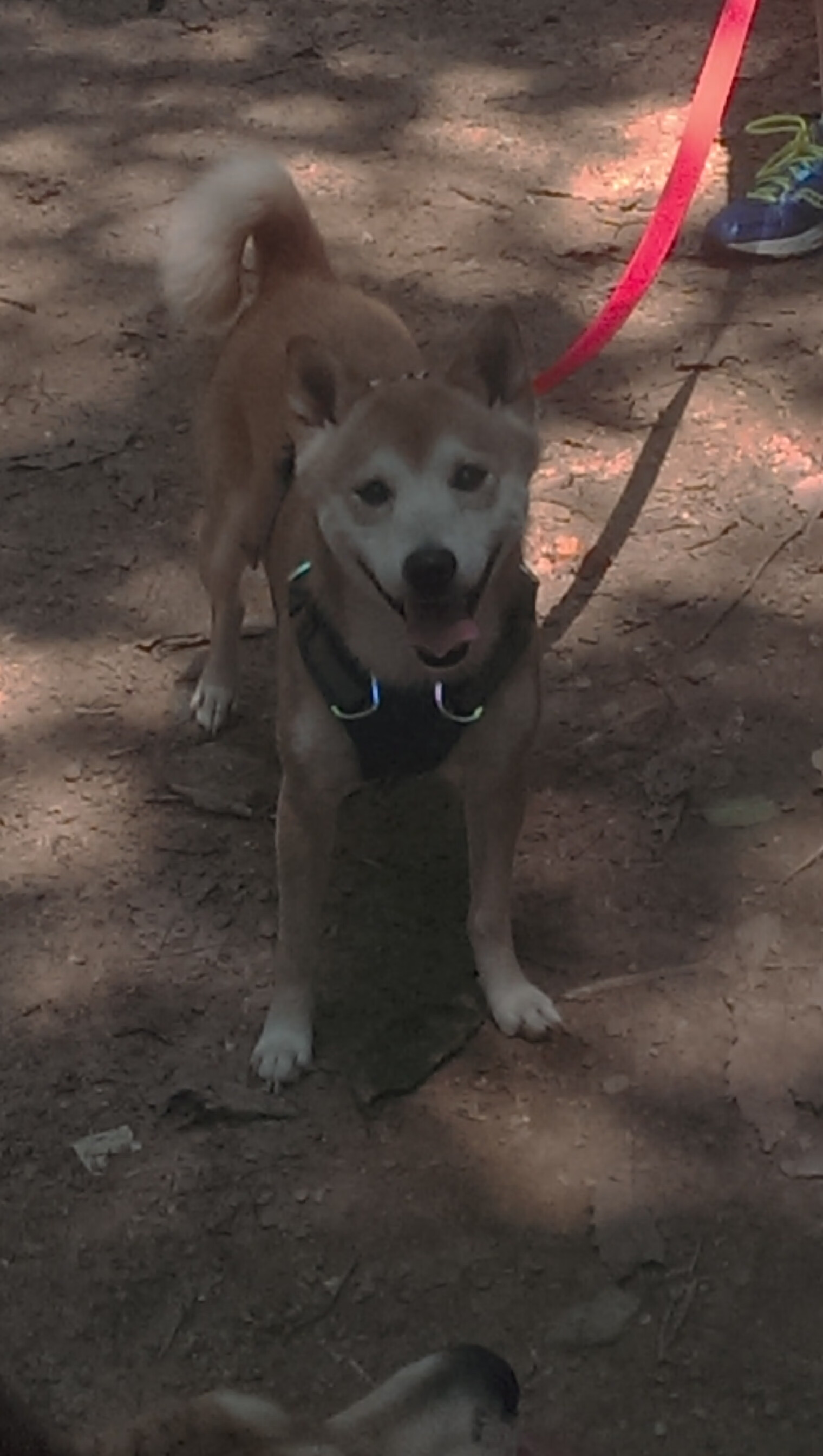 降维打击，卡马文加的个体爆破与尼斯的战术压制—足球竞争的两个维度