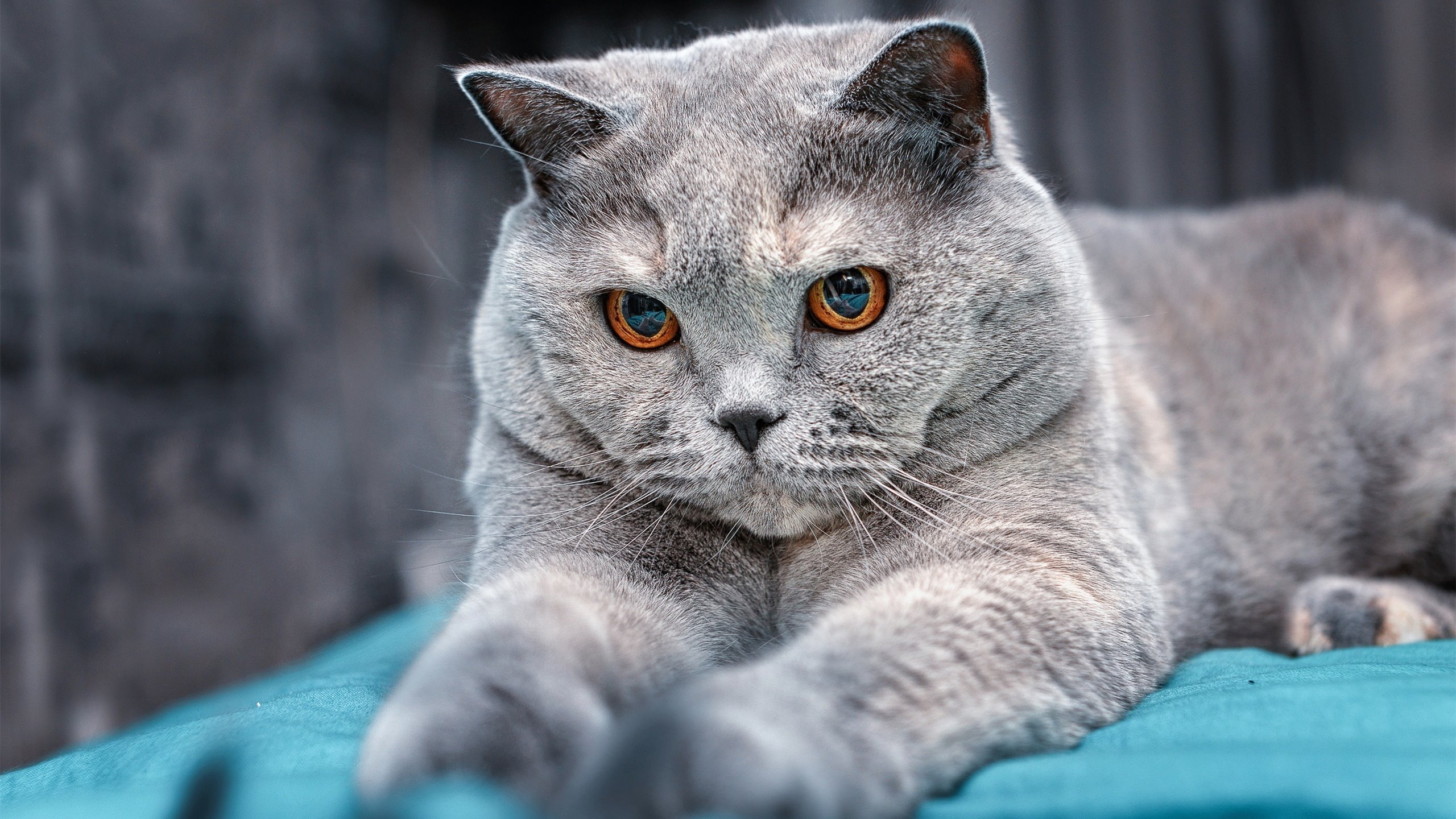 雷火电竞网站-拉梅洛魔法席卷上海滩！掘金窒息节奏一波流击溃大鲨鱼