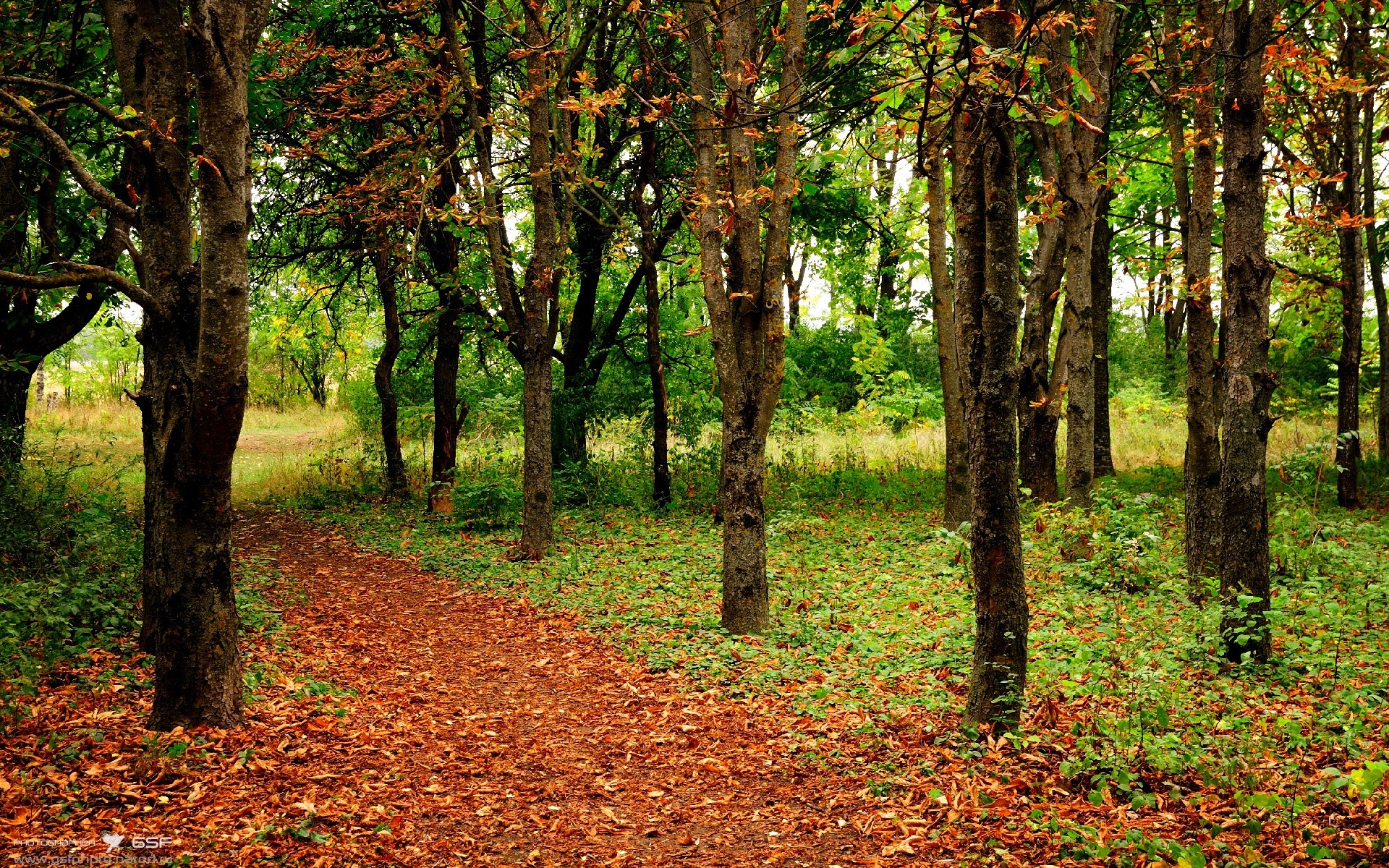 跨洋电话，当保罗扛起吉林队，一段篮球平行宇宙的独行侠奇缘