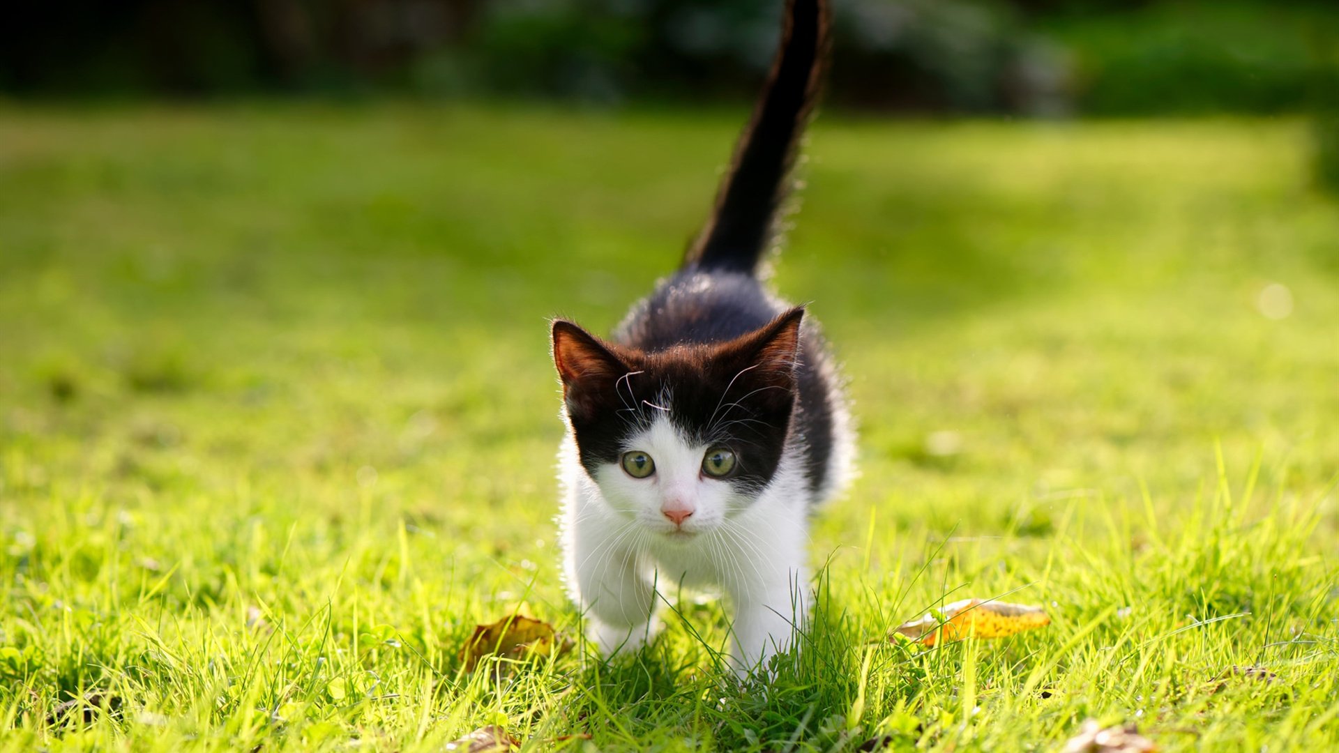 当双重公牛神话同时被粉碎—杜兰特奥运接管战与广东王朝的跨时空对话