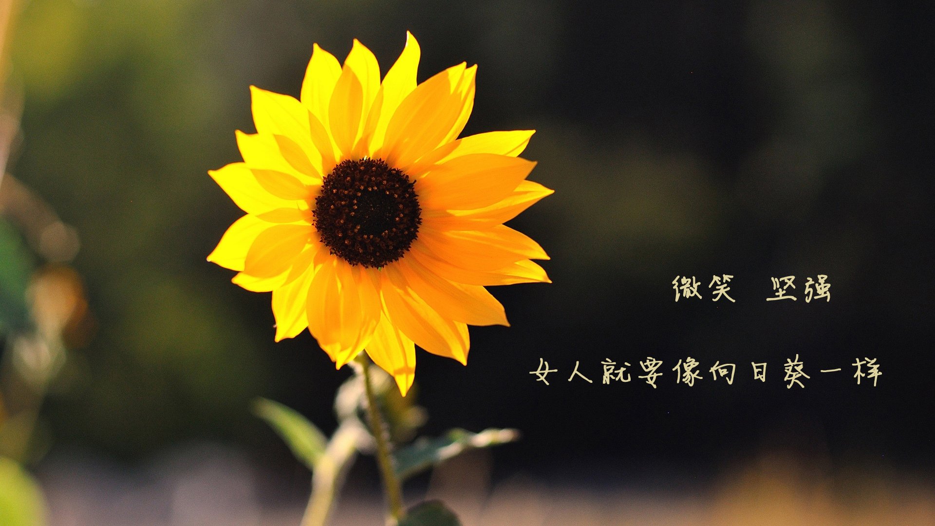 提前落下的帷幕，深圳队用铁血防守锁定胜局，锡安化身破局之刃